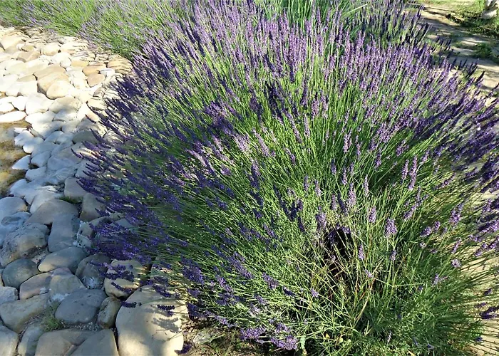 студио до кики бийч 公寓 阳光海滩